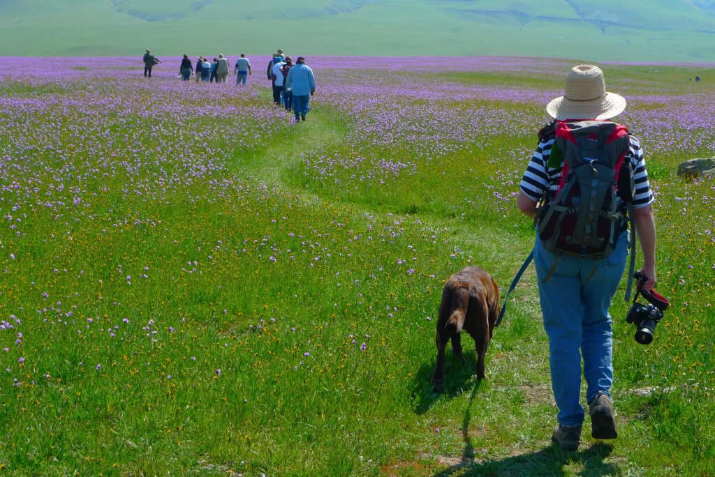 central-coast-ranges-wind-wolves-widflower-hike-dyork