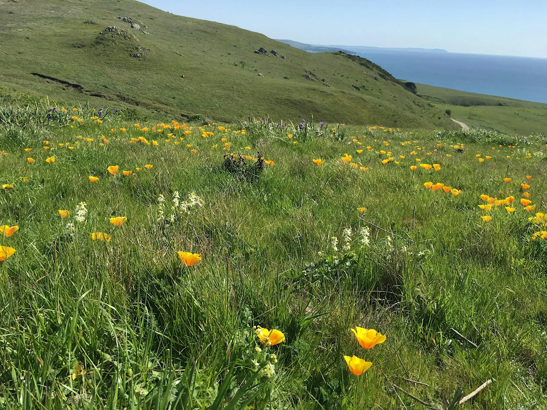 Wildflower Hike