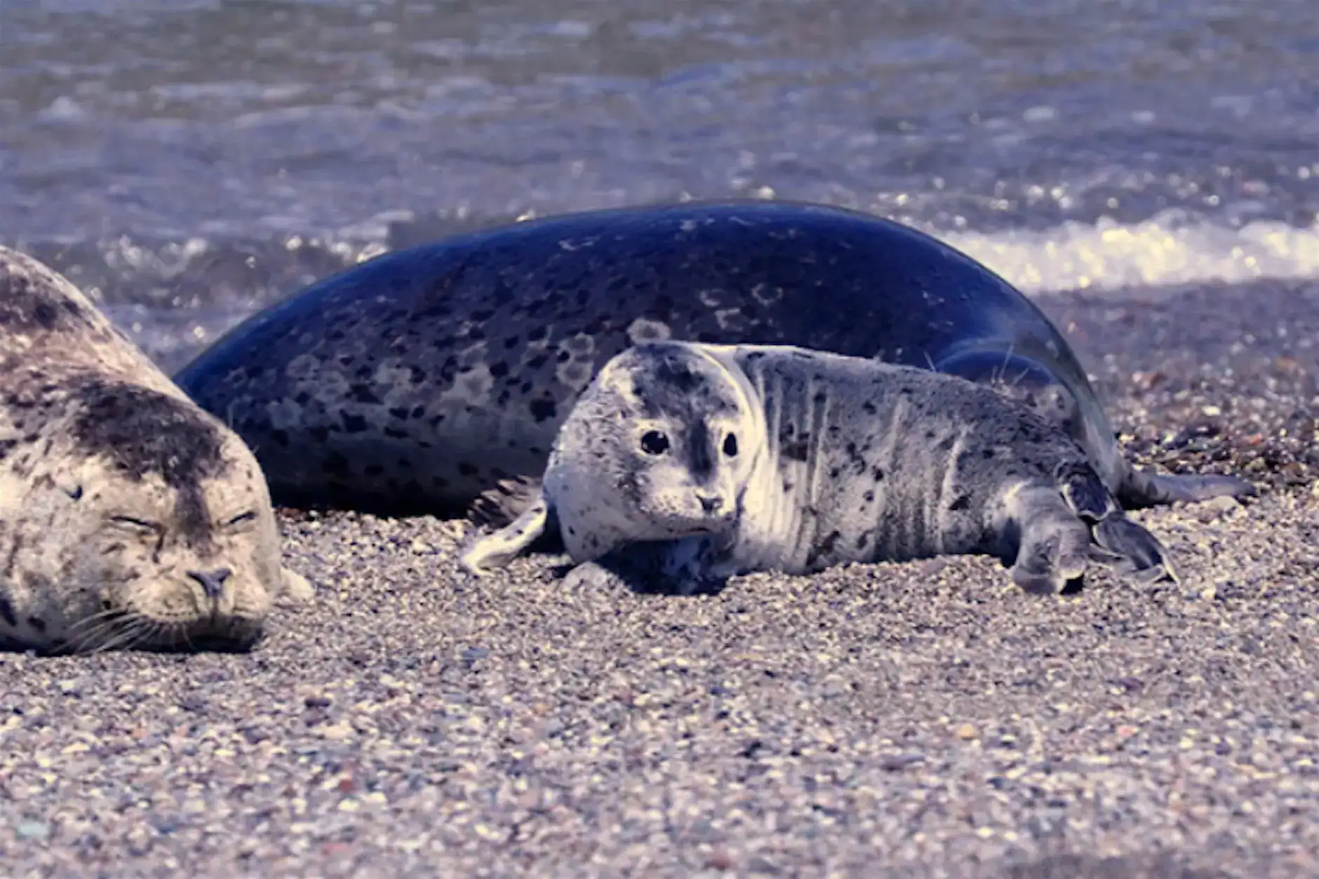 Harbor Seal Hike