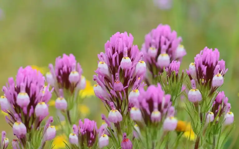 purple-owls-clover