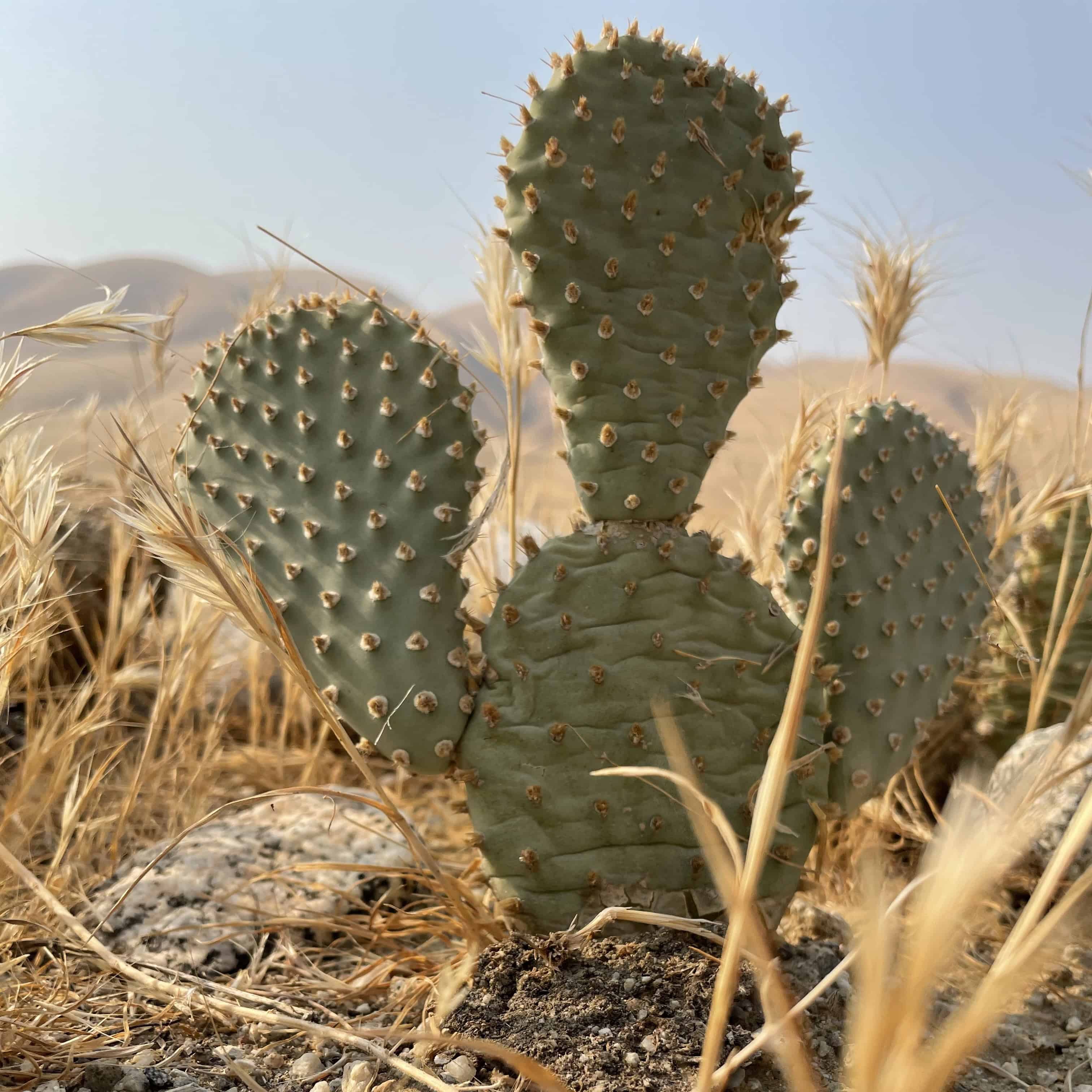 Volunteer Day: Backcountry Bakersfield Cactus Monitoring