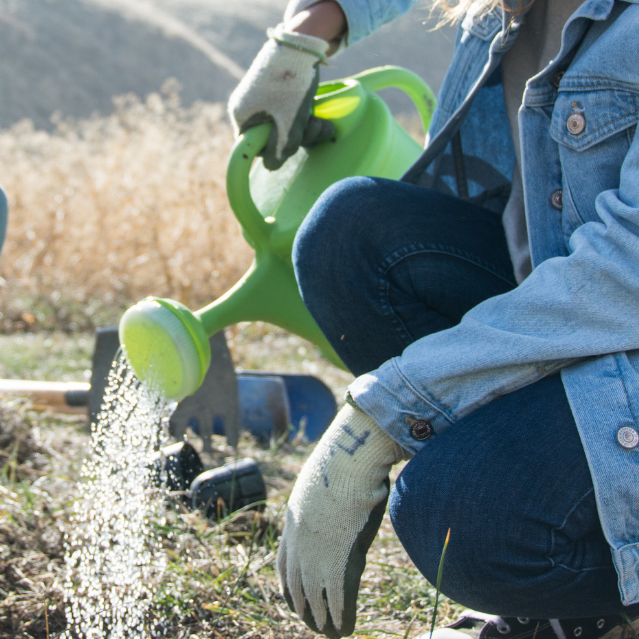 Volunteer Day: Watering in Canyon