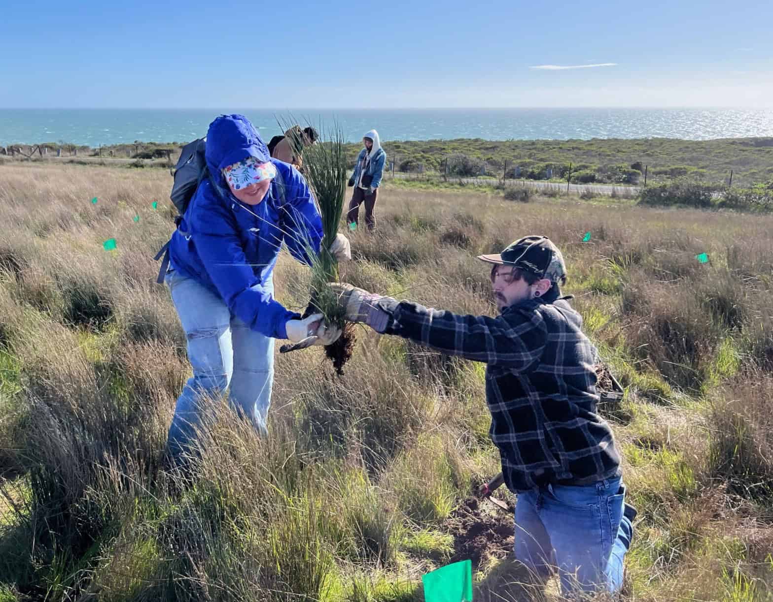 sonoma coast jenner headlands volunteer 2025 chines