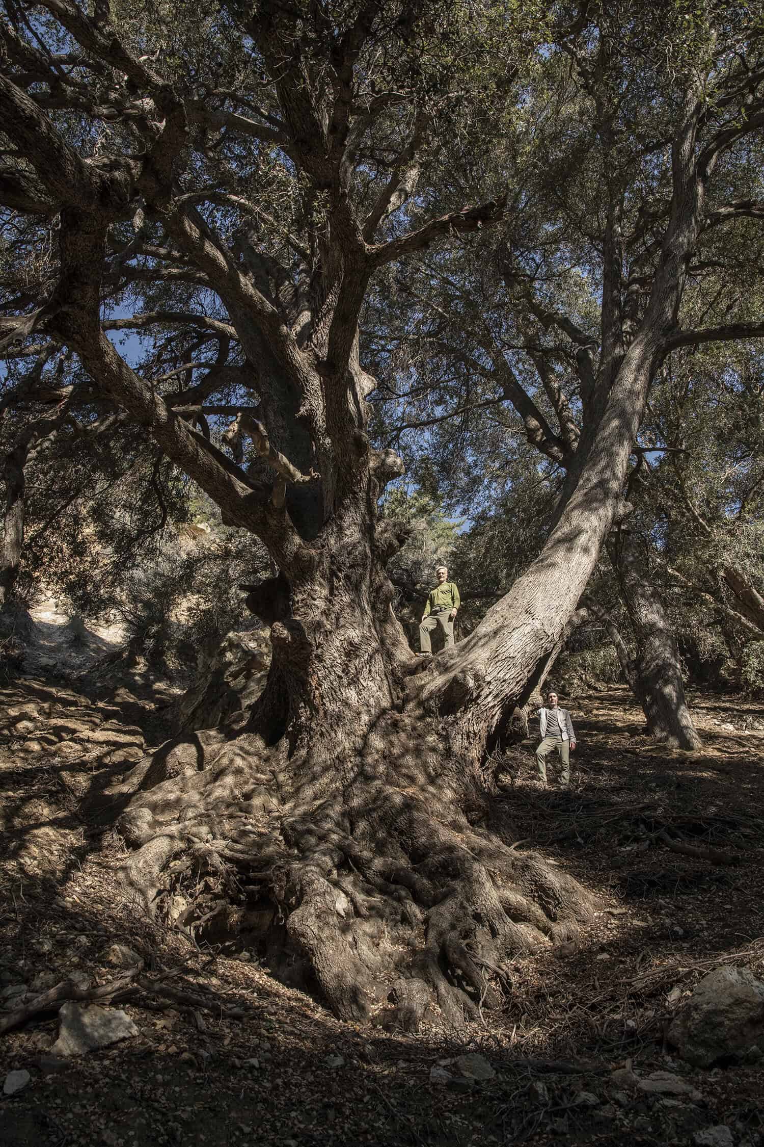 Ancient Oak Tree Conservation