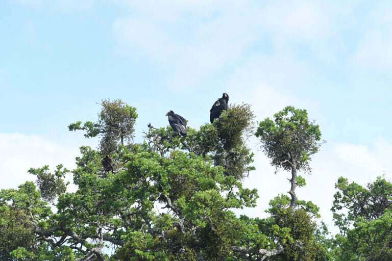 Condor at Rana