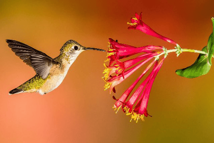 Hummingbird feeding on vibrant pink flowers against a warm blurred background.
