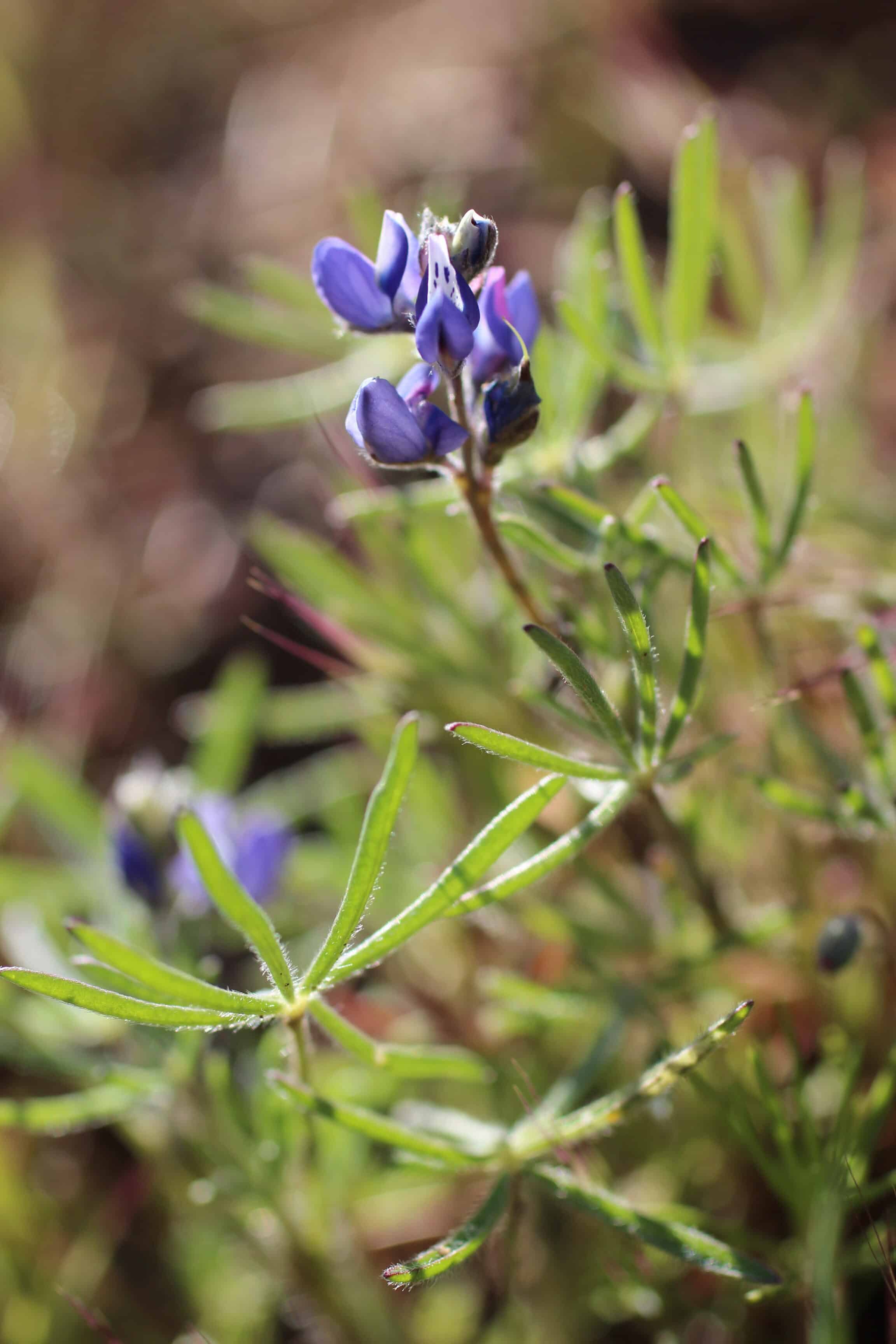Blue wildflower with green foliage, native to natural landscapes.