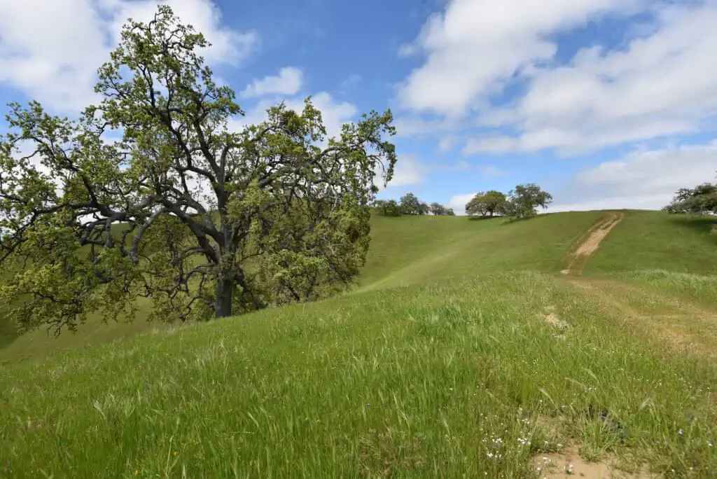Where Carmel Valley Runs Wild: Opening Rana Creek Preserve
