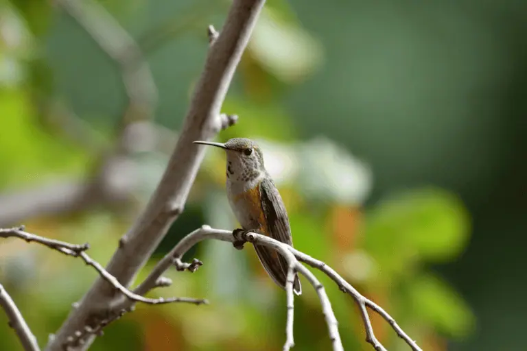Hummingbird on Tree Branch