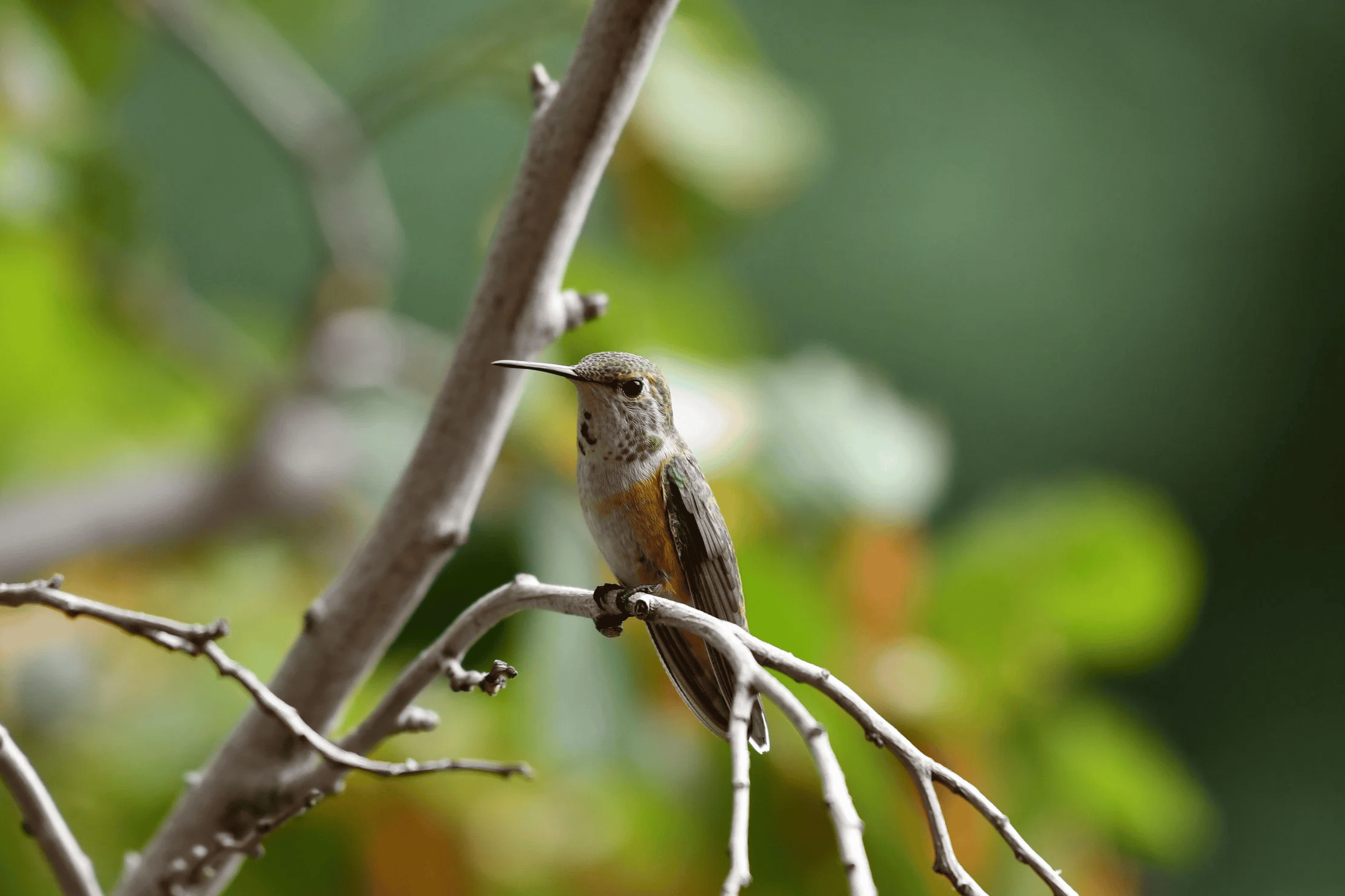   Rufous Hummingbird.  