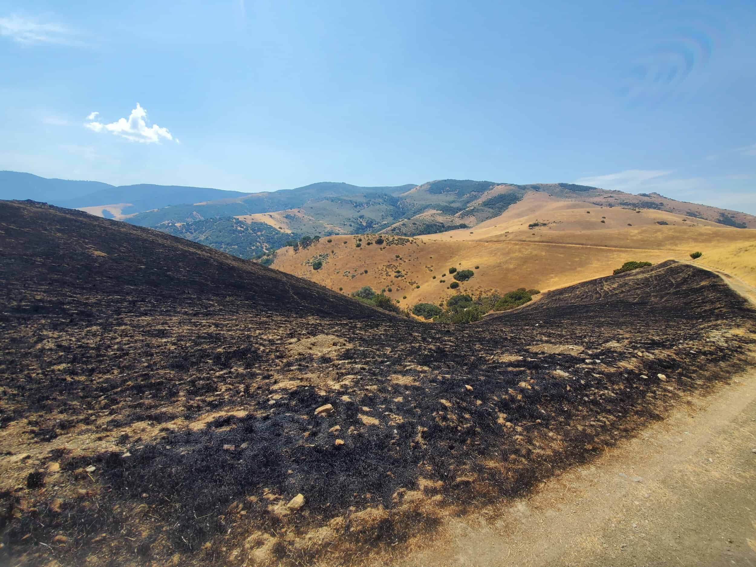  Fire damage on western side of Preserve (summer 2020) 