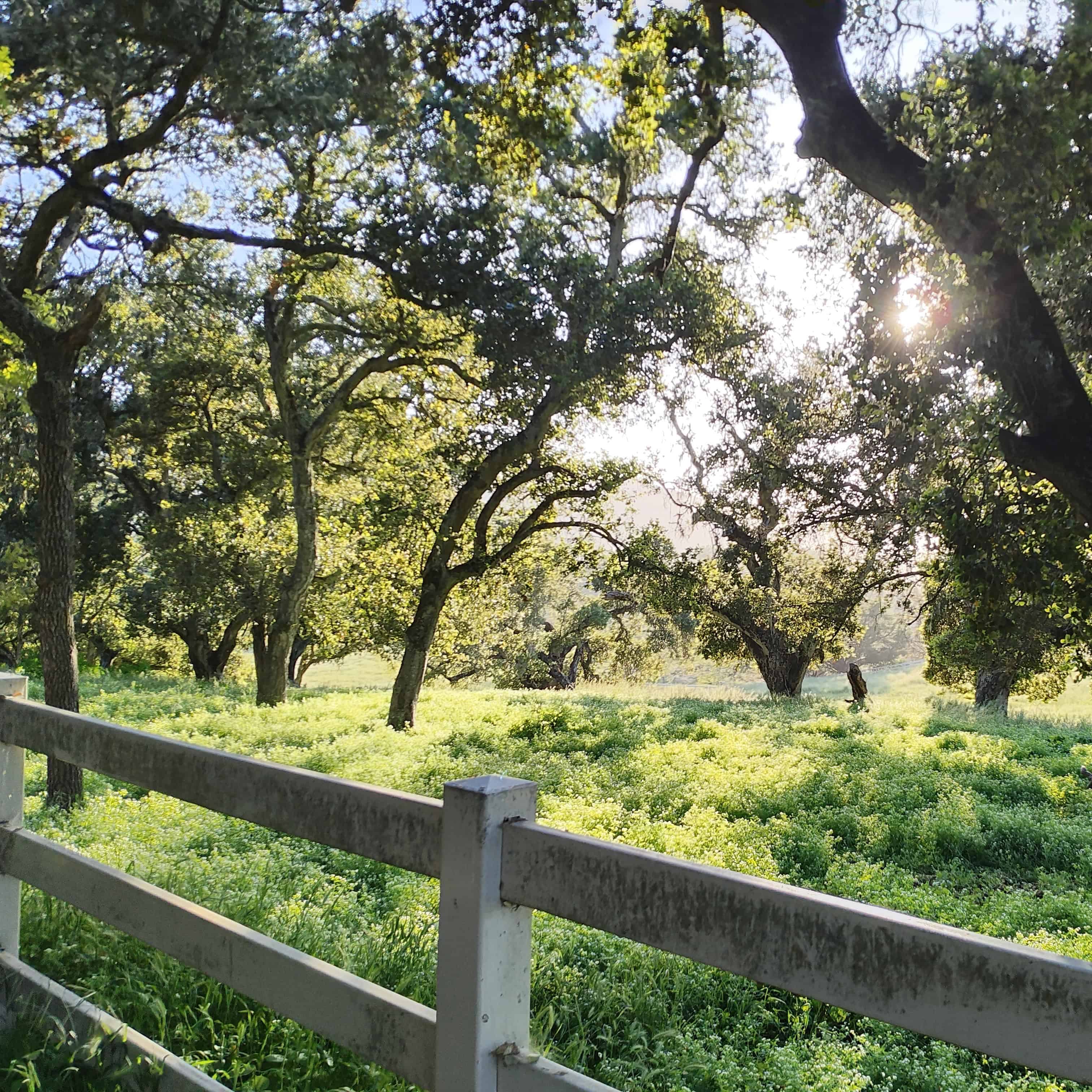 Trees