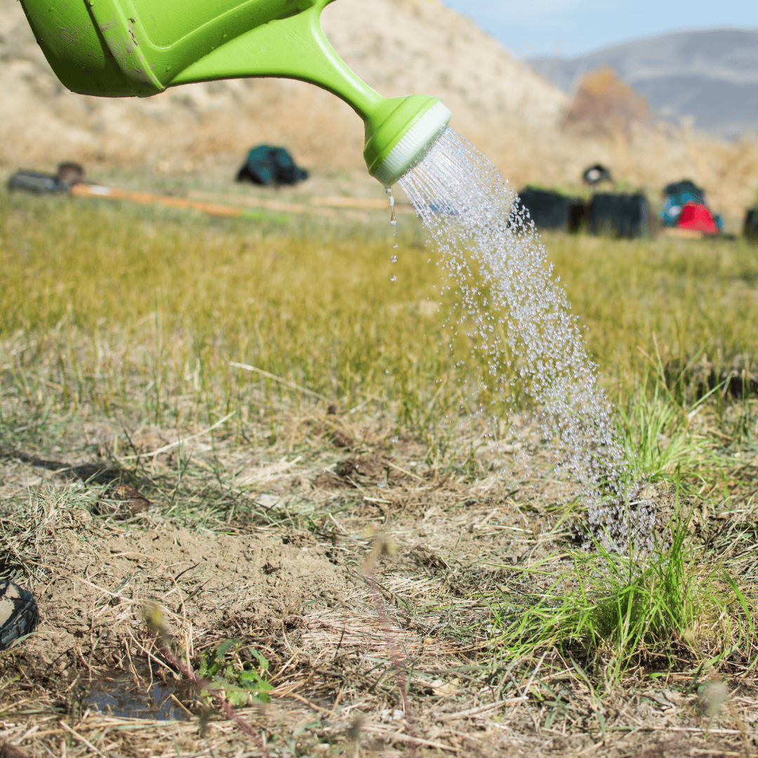 Volunteer watering young plants in a natural outdoor setting.
