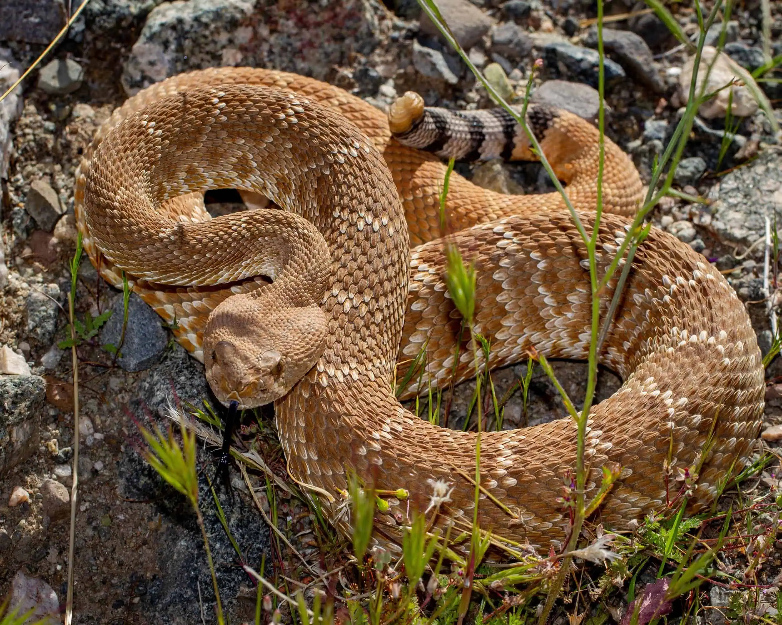 Rare Reptiles of Whitewater Preserve
