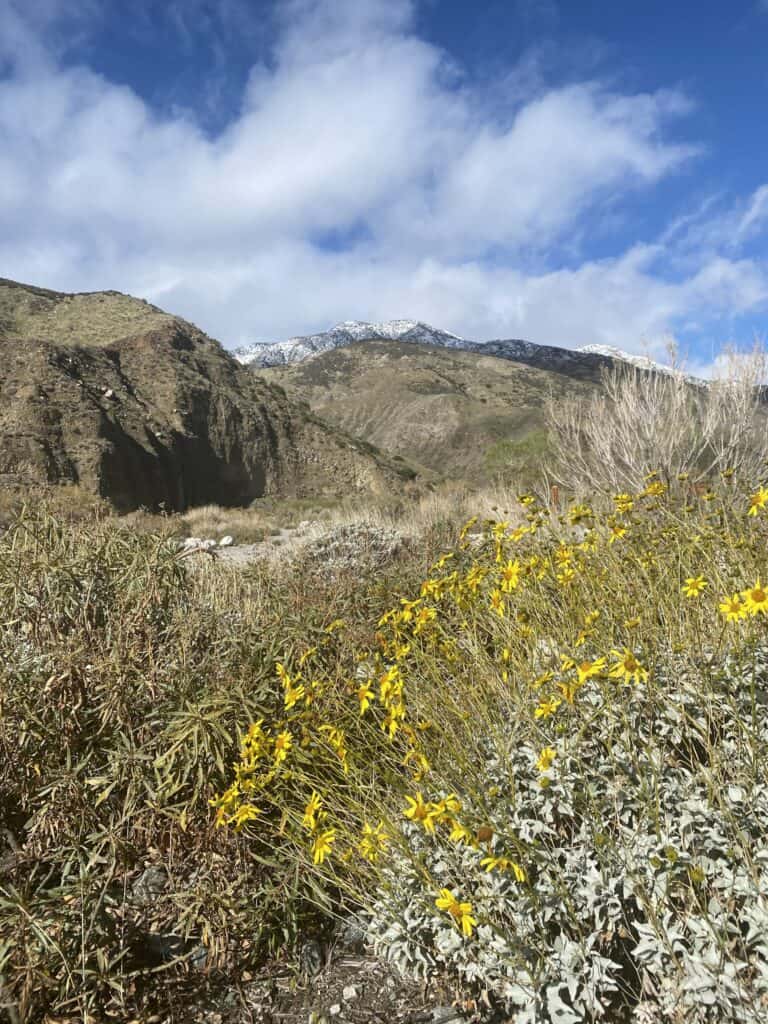 Spring at Whitewater Preserve