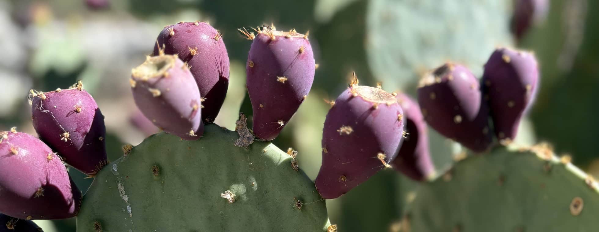 Close-up of prickly pear cactus with purple fruit and green pads.