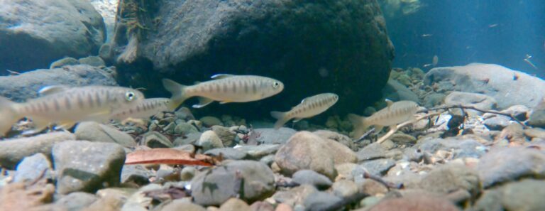 Salmon Restoration Hike Scene