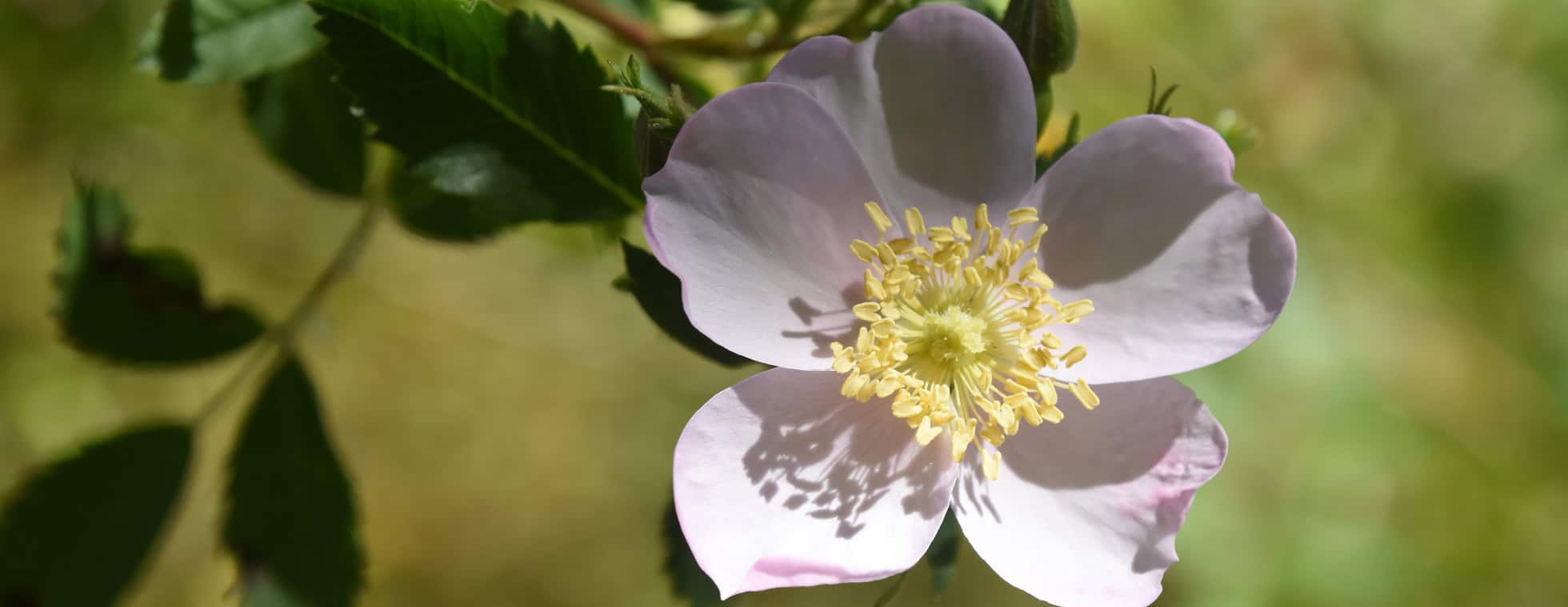 Close-up of a delicate white flower with yellow center.