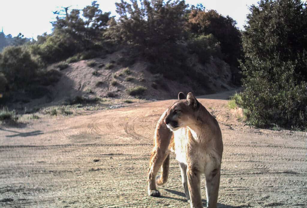 Mountain lion walking on dirt trail in preserve system.