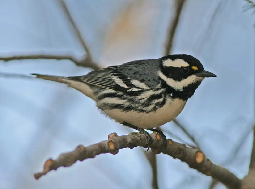 Black-and-white warbler perched on a branch during a bird walk.