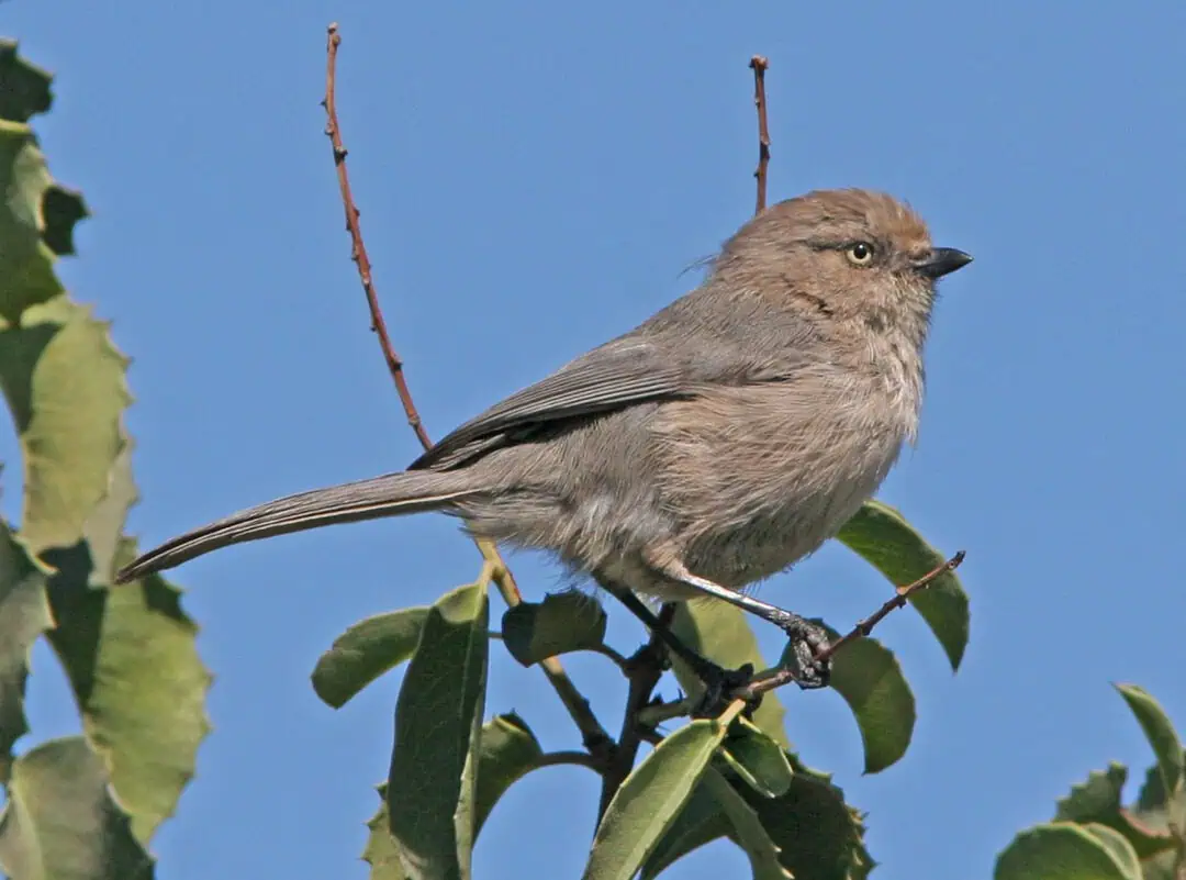 Small brown bird perched on a leafy branch against a blue sky.