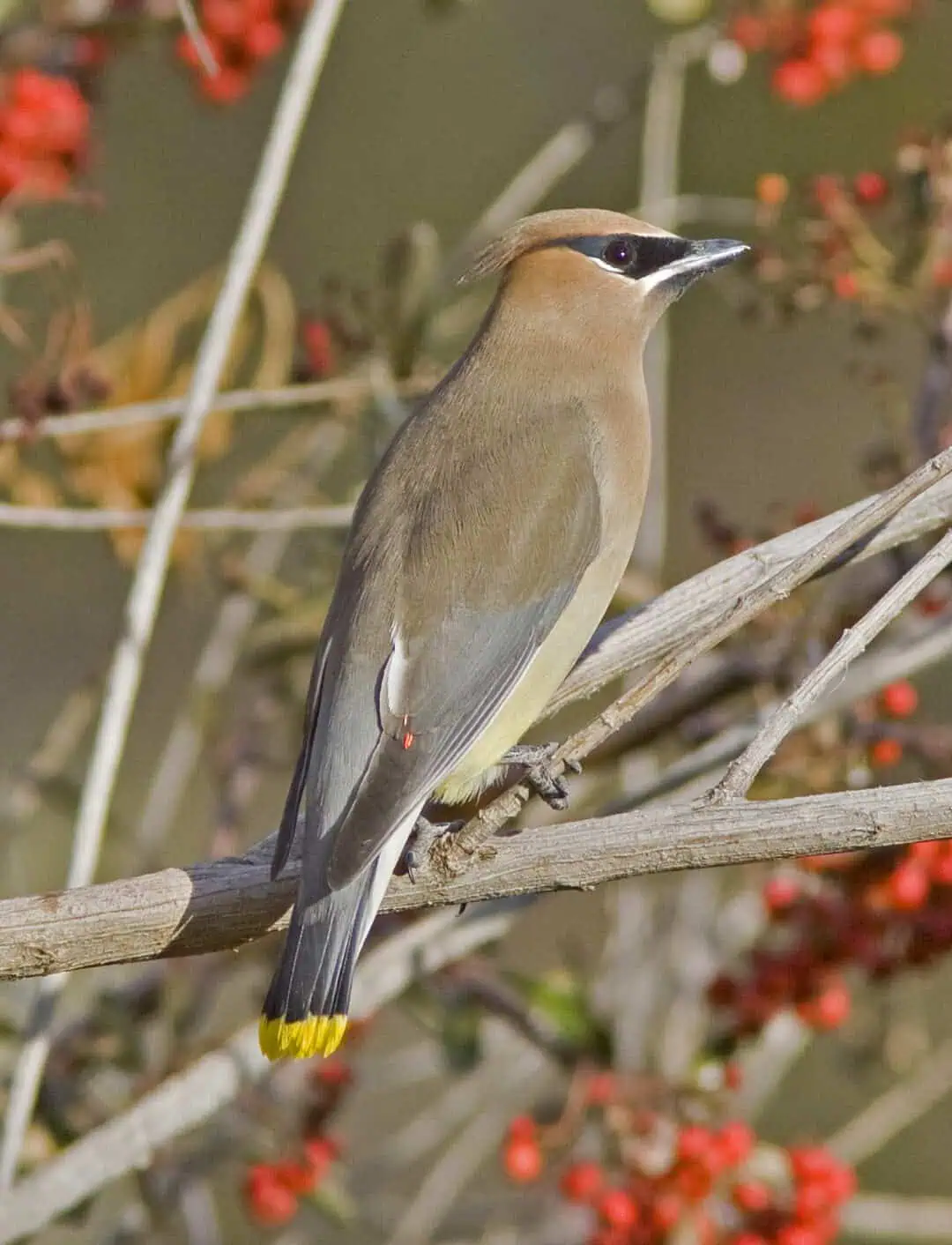 Cedar Waxwing perched on a branch with red berries in the background.