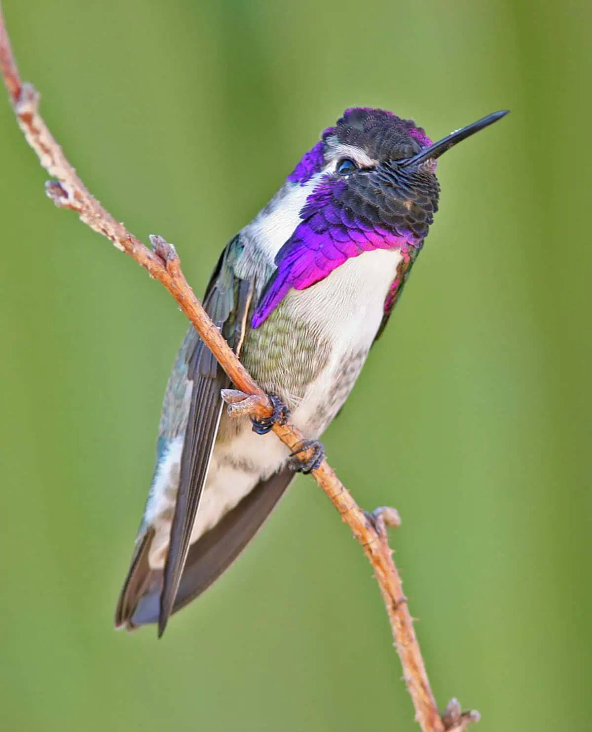 Colorful hummingbird perched on a branch with a green background.