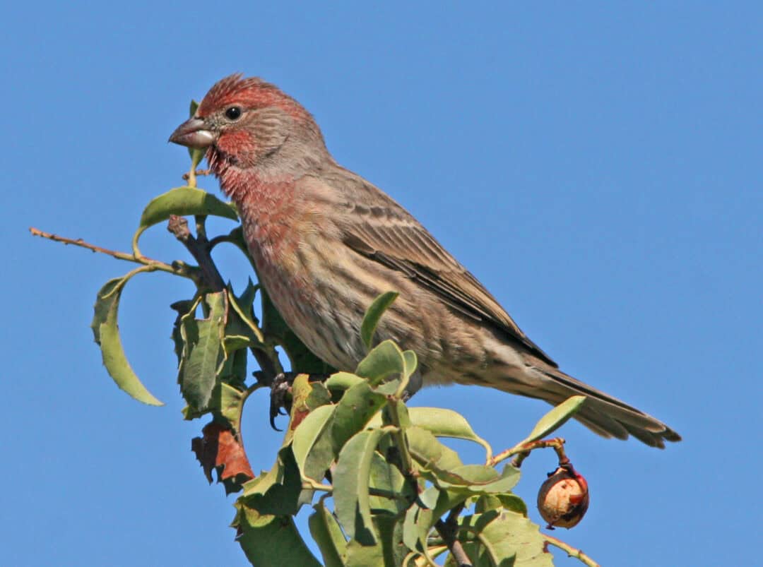 Close-up of a bird perched on a branch with green leaves against a blue sky.