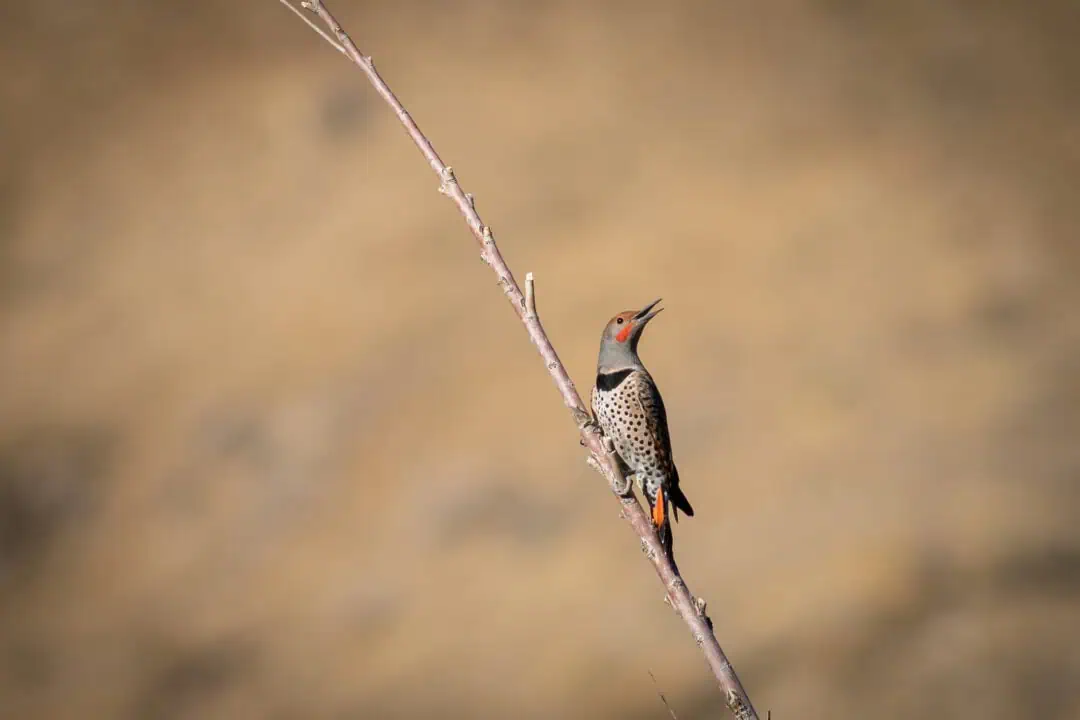 Northern Flicker woodpecker perched on a thin branch in natural habitat.