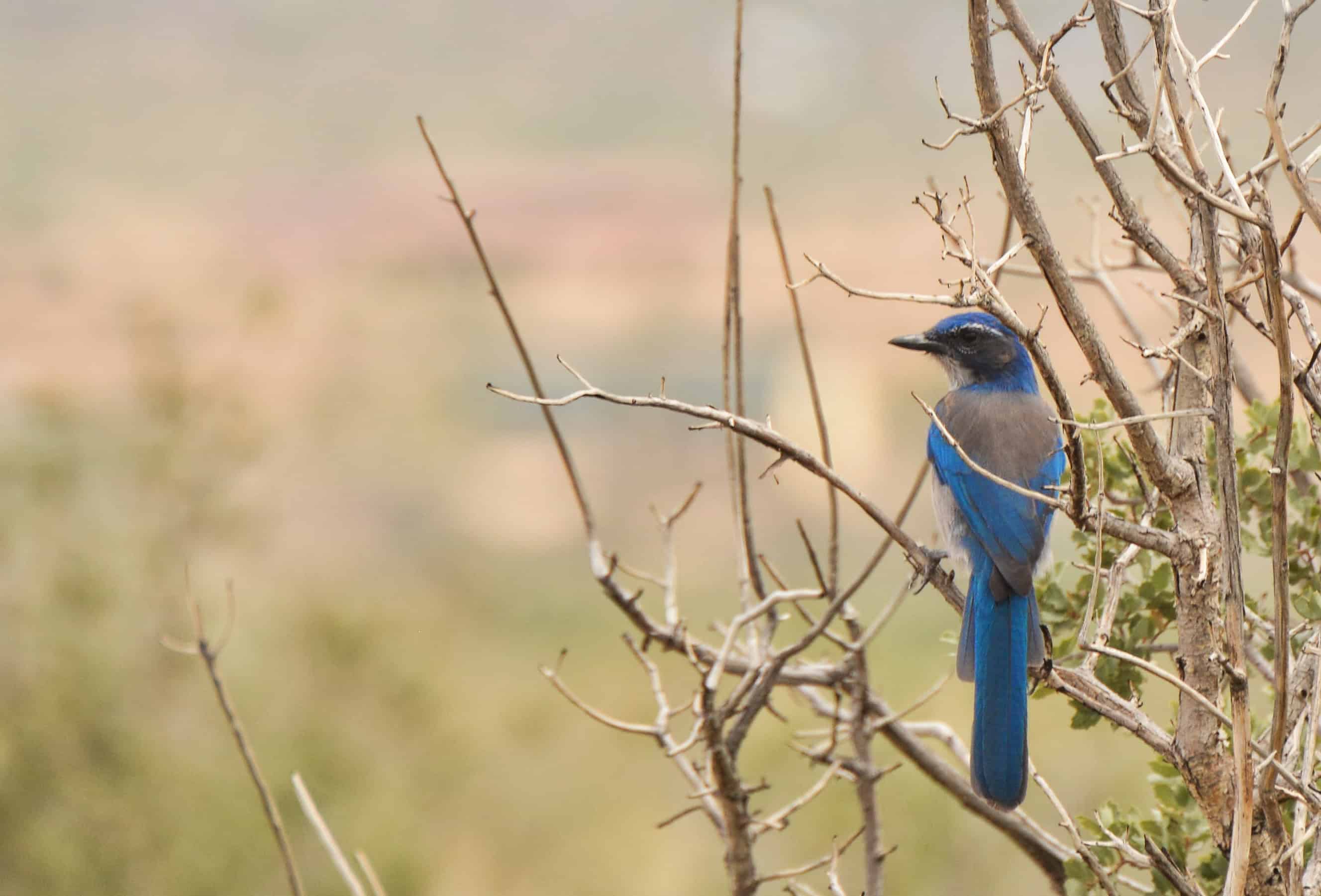 Blue bird perched on a branch in a natural habitat during a bird walk.