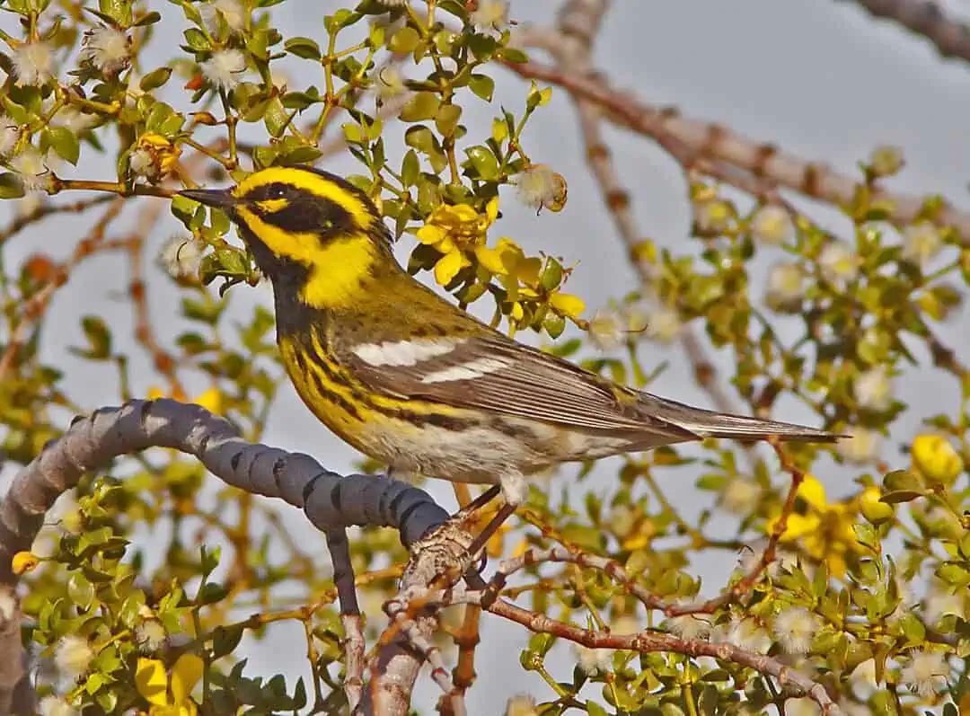 Yellow and black bird perched on a branch among yellow flowers.