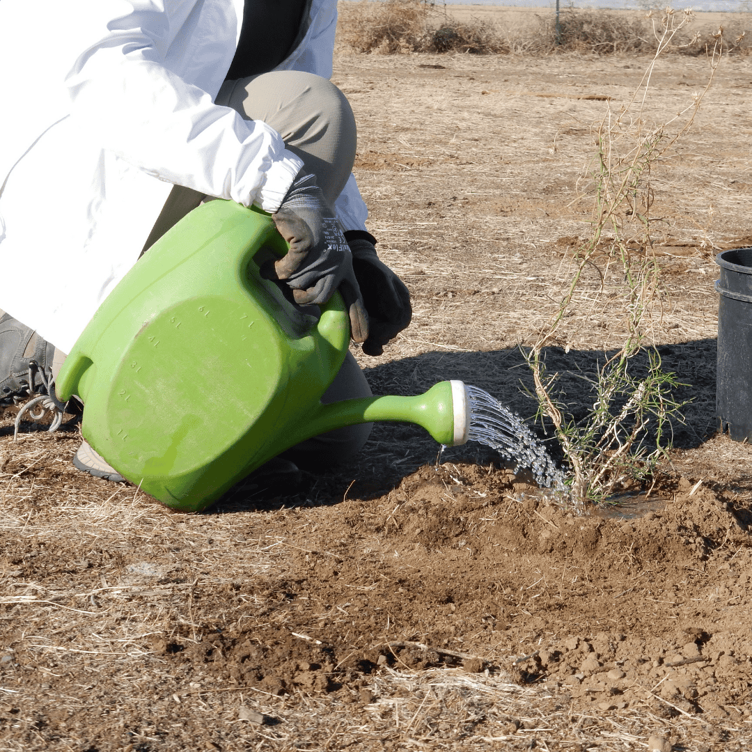 Person watering young plant during volunteer day at Wildlands Conservancy.