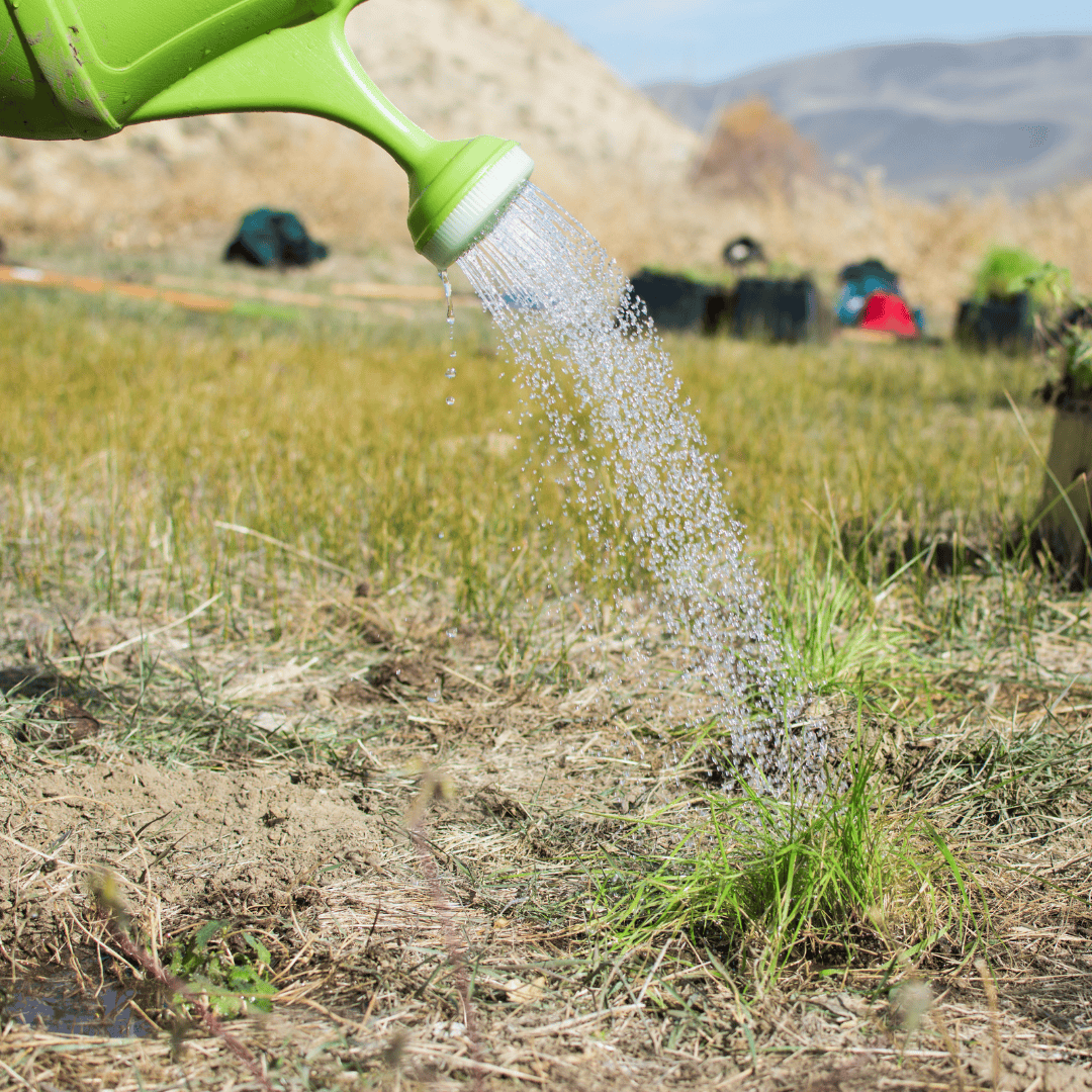Volunteer watering plants in a natural outdoor setting during a conservation event.