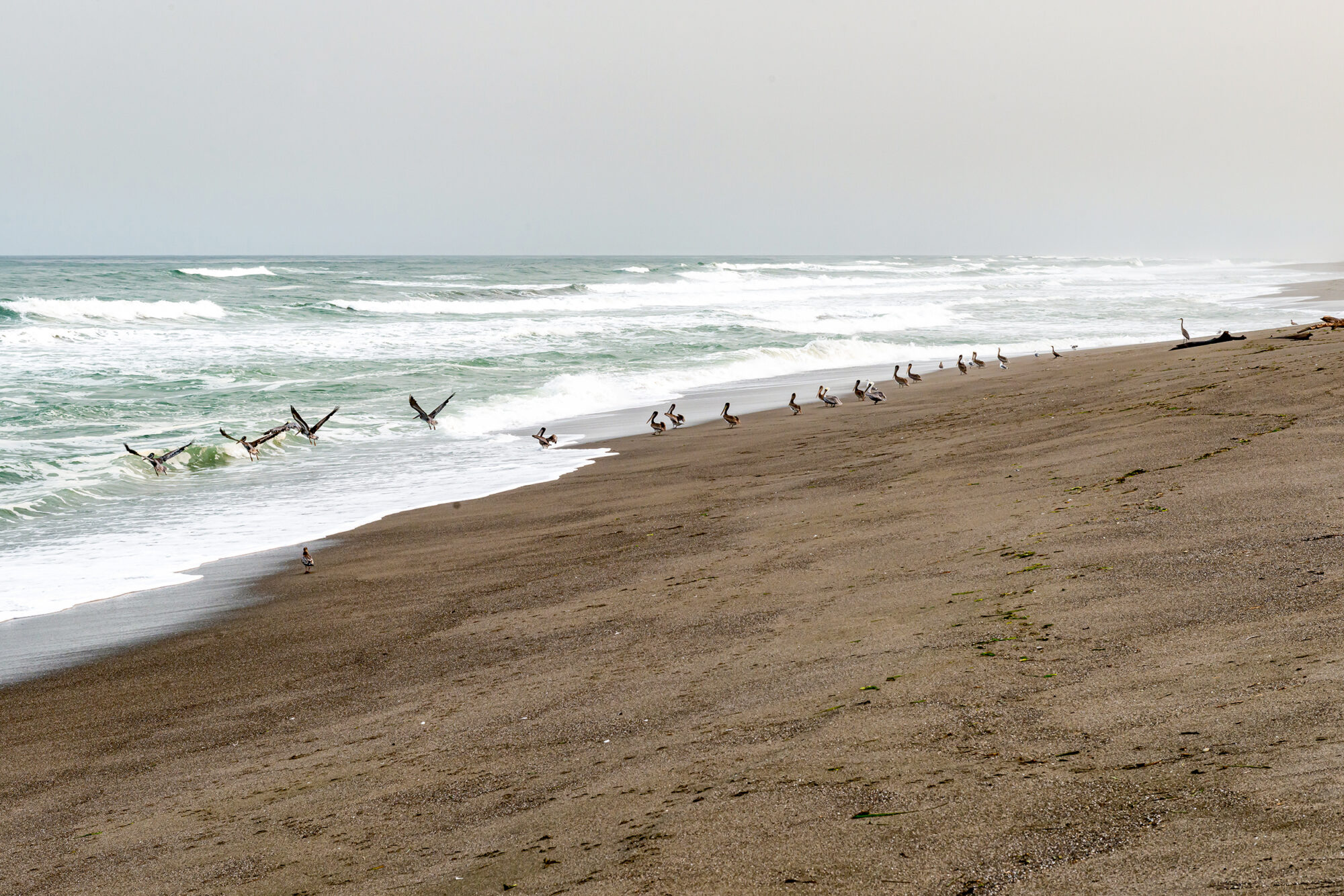 Seagulls flying over the sandy beach during coastal cleanup event.