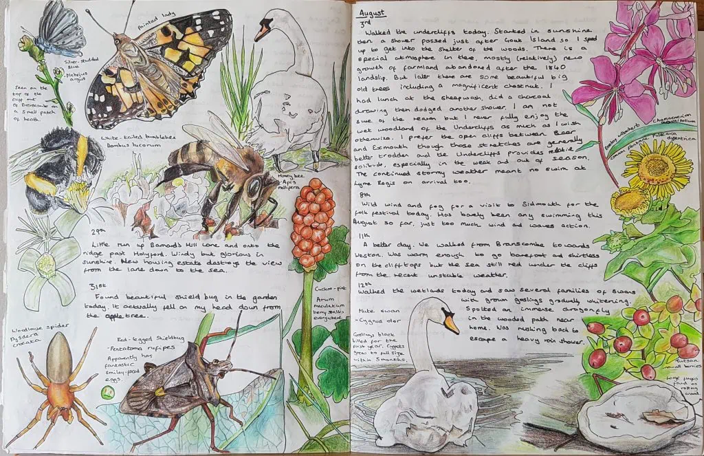 Colorful nature journal page with butterflies, swans, and flowers for Nature Journaling Workshop.